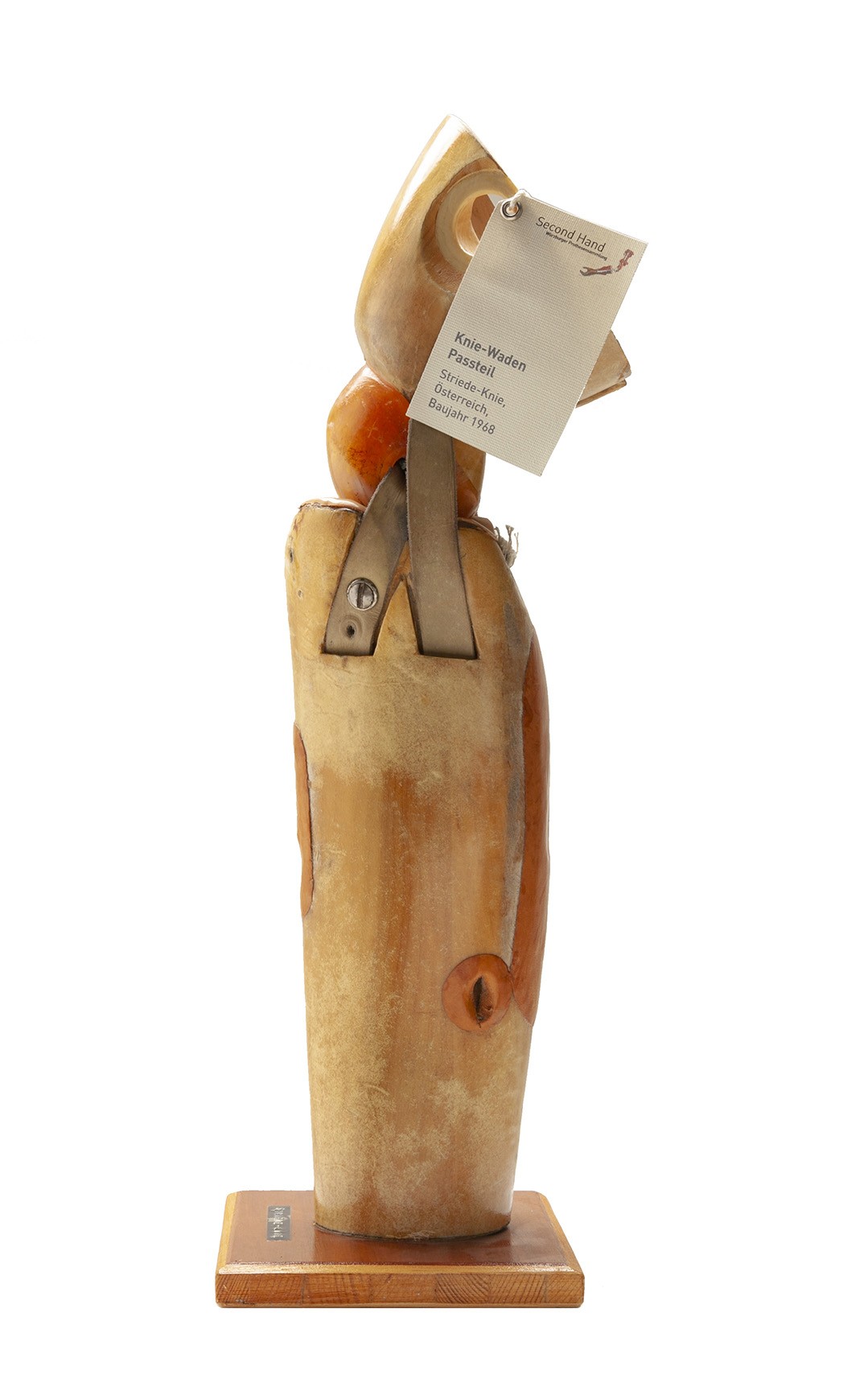 Hölzernes Schnitt-Modell eines sogenannten Knie-Waden-Passteils mit künstlichen Kreuzbändern aus Leder